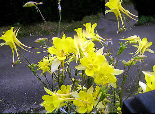 odamaki.jpg