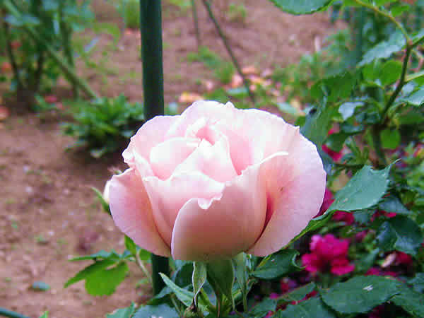 p1.jpg