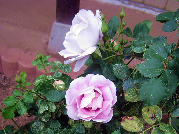 p2.jpg