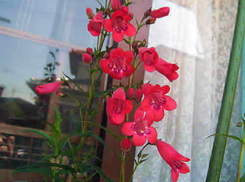 pensutemon.jpg
