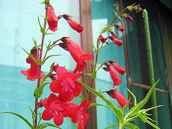 pensutemon.jpg