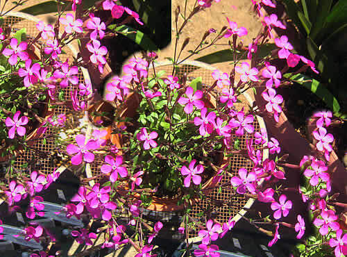 pinkpansar.jpg