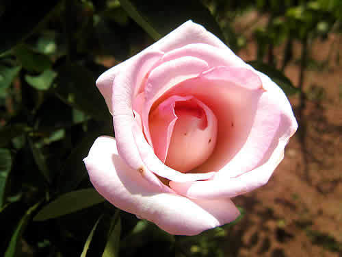 rose1.jpg