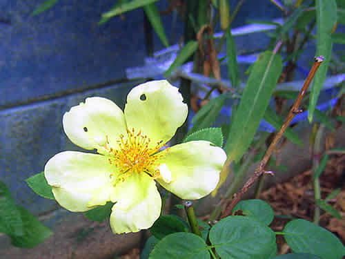 rose2.jpg