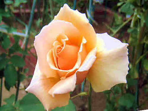 rose3.jpg
