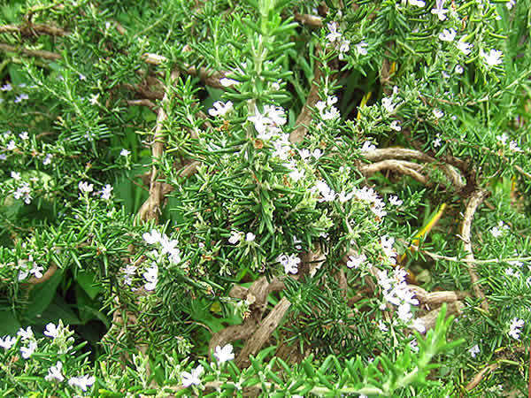 rosemary.jpg