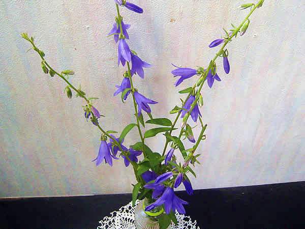 seiyoukikyou.jpg