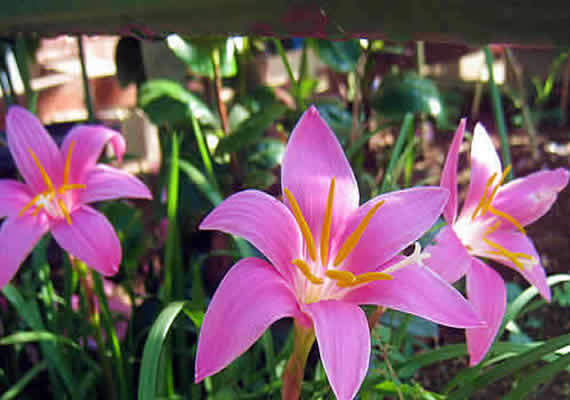 tamasudare-aee11-thumbnail2.jpg