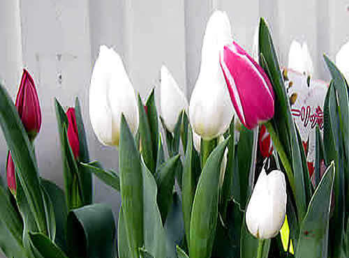 tulip.jpg