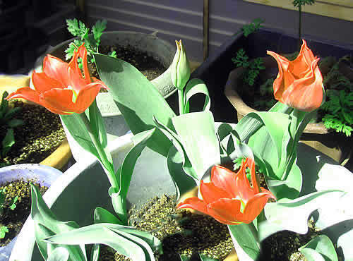 tulip.jpg