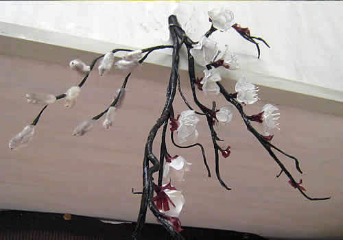 ume.jpg
