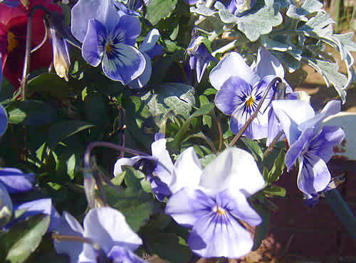 viola3.jpg