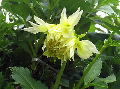 yellowdaria.jpg