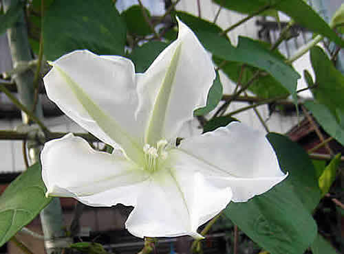 yuugao.jpg